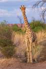 Young giraffe pauses for a look about at dusk in Augrabies Falls National Park, southern Africa Art Print